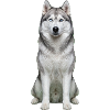 Eises, husky-blauäugiges Porträt