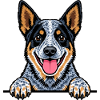 Australian Cattle Dog