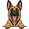 Belgian Malinois Belgischer Schäferhund