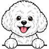 Bichon Frise