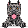 Cane Corso