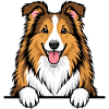 Collie