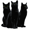 Katzen Halloween