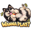 Finnischer Lapphund – möchtest du spielen?