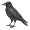 Black Crow