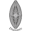 Kieselgur