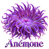 Purpurne Anmona