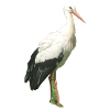 Storch