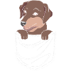 Rauhaardackel Dachshund