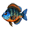 Blaubarmen-Panfisch-Sonnenbarsch