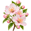 Rosa Sakura-Blüten-Strauß