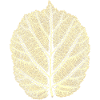 Haselnussblatt / Blatt Hasel - Natur & Wald