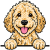 Goldendoodle