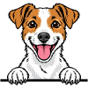 Jacky Terrier