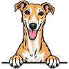 Greyhound