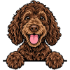 Labradoodle
