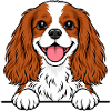 King Cavalier Spaniel