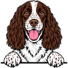 English Springer Spaniel