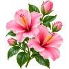 Rosa Hibiskusblüte