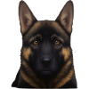 Schäferhund Kopfporträt