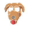 Irischer Wolfshund