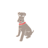 Irischer Wolfshund