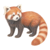 Roter Panda süßes Waldtier