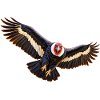 Condor im Flug