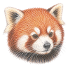 Kopfporträt des roten Pandas