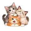 Kätzchen Trio Kuschelfreude
