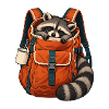 Schläfriger Waschbär im Wanderrucksack