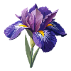 Irisblume