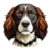 Springer-Spaniel-Hundekopf