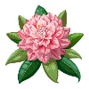 Rhododendronblüte