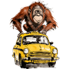 Affe auf dem Taxi Monkey Tours