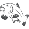 Karpfen