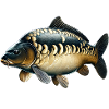 Karpfenangeln