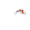 Koikarpfen Flüsterer