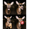 Rehe Reh