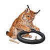 Luchs flickt einen Fahrradschlauch