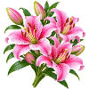 Pink Lily Bouquet Burst