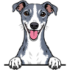 Whippet