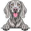 Weimaraner