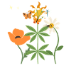 Mohn Blumen Gänseblümchen Waldmeister botanisch