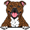 Staffordshire Bull Terrier