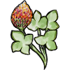 Aquarell Protea mit Kleeblättern
