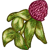 Karmesinblüte mit Farnblättern