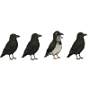 Pigeon Imposter – Crow Disguise Meme