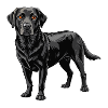 Schwarzer Labrador Retriever
