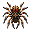 Vogelspinne
